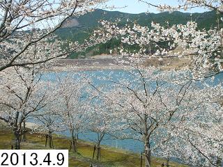 4月9日の桜の写真です。