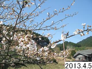 4月5日の桜です