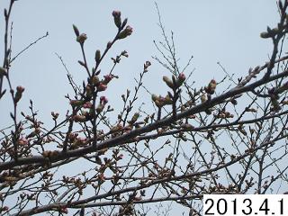 4月1日の桜状況です
