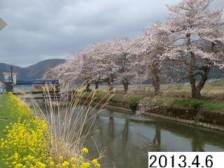 4月6日の桜です。
