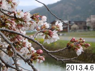 4月6日の桜です。