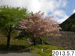 5月7日の桜の写真です。ダムへの林道は落石もありますので、注意して走行してください。