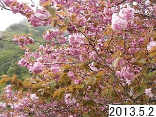 5月2日の桜です。ダムへの林道は落石もあり、走行される時は注意してください。