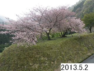 5月2日の桜です。ダムへの林道は落石もあり、走行される時は注意してください。