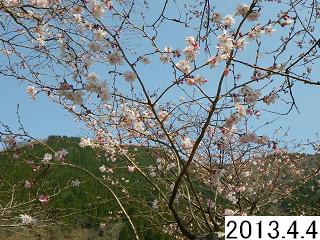 4月4日の桜です