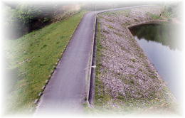 日野川ダムのグラベルフィルダムである堤体写真です。
