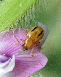 フタスジヒメハムシ成虫の写真