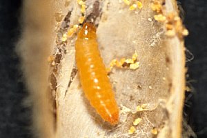 マメシンクイガ幼虫の写真