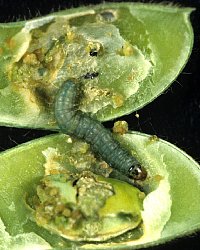 シロイチモジマダラノメイガ幼虫