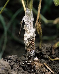 被害株地際の菌糸と菌核の写真
