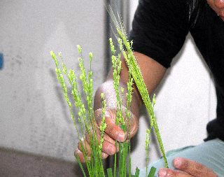 水稲の人工交配作業の様子の写真