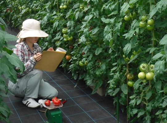 高糖度トマト栽培技術の確立の写真