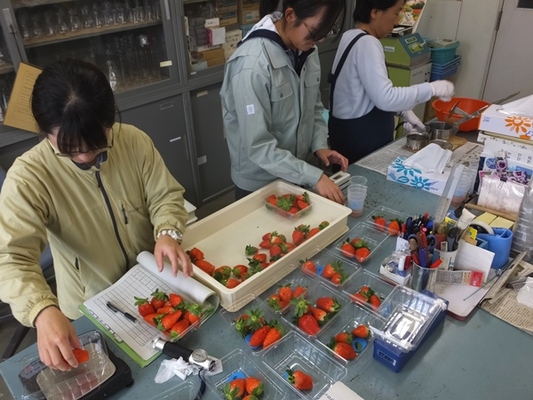 滋賀県オリジナル系統イチゴの選抜の写真