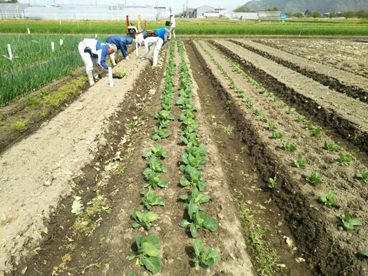 水田野菜の品目拡大に向けた栽培技術体系の確立の写真