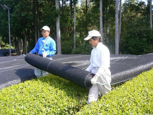 直がけ被覆によるかぶせ茶の生産拡大
