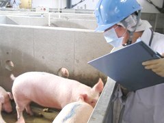 豚の生体検査