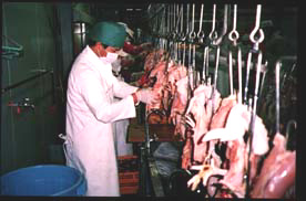 家畜（鳥）の肝臓、心臓、胃腸、内臓摘出後の肉等について、炎症、腫瘍の異常がないか検査をしています。