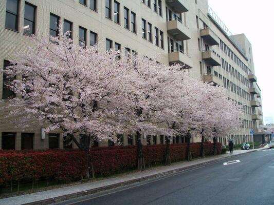 新館南側の桜並木の様子