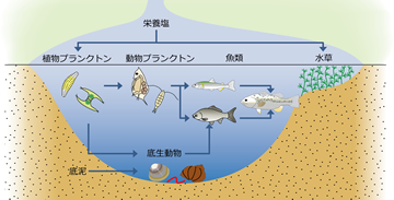 Lake Biwa creatures circle of life Image