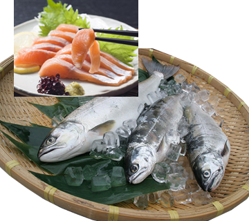 Biwa salmon and its sashimi