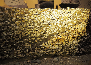 ▲Shell mound (shells of Seta clam:exhibition at Lake Biwa museum)