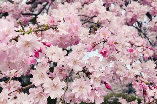 古墳公園の桜