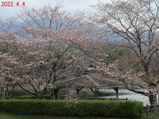 日野川ダムの2022年4月4日の桜です