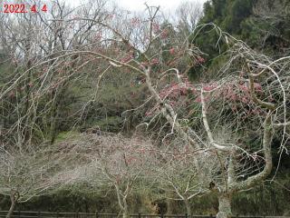 日野川ダムの2022年4月4日の桜です