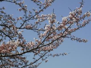 2022年4月7日の余呉湖の桜です