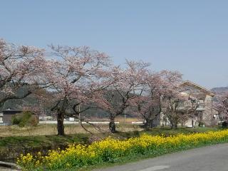 2022年4月7日の余呉湖の桜です