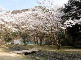 2022年4月7日のうそ川ダムの桜写真です
