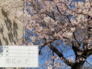 2022年4月8日余呉湖周辺の桜です。