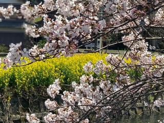 2022年4月8日余呉湖周辺の桜です。