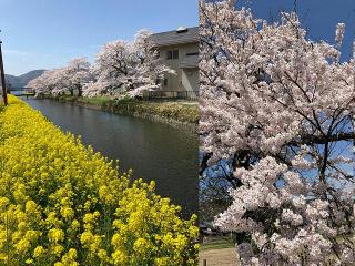 2022年4月11日の余呉湖周辺の桜です。