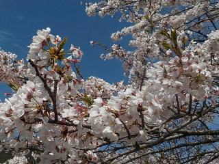 2022年4月11日のおおづちダムの桜です