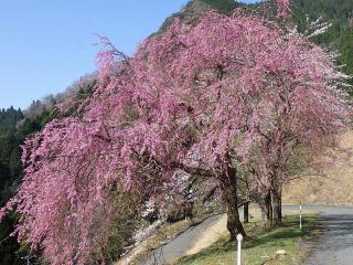 2022年4月12日の石田川ダムの桜です。