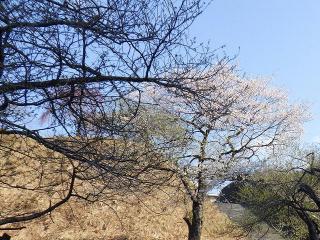2022年4月12日の石田川ダムの桜です。