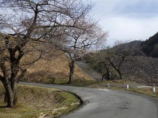 2022年4月11日の石田川ダムの桜です。