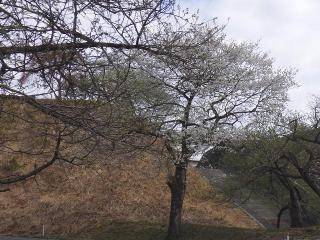 2022年4月13日石田川ダムの桜開花状況です。