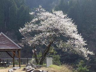 2022年4月13日石田川ダムの桜開花状況です。