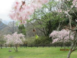 2022年4月13日の日野川ダムの桜です