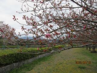 2022年4月13日の日野川ダムの桜です