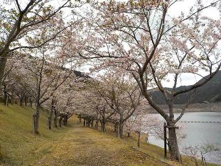 2022年4月13日のおおづちダムの桜です。