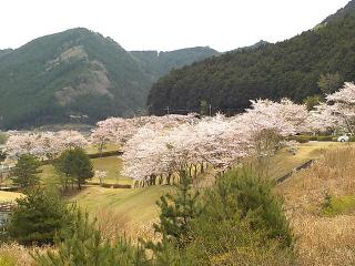 2022年4月13日のおおづちダムの桜です。