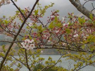 2022年4月14日のおおづちダムの桜です