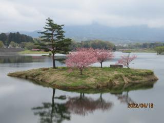 2022年4月18日の日野川ダムのさくらです。