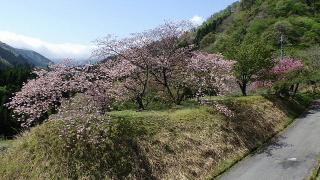 2022年4月25日の石田川ダムの桜です。