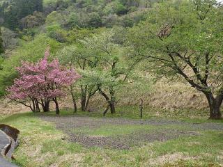 2022年4月26日の石田川ダムの桜です。