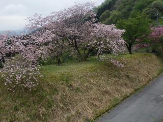 2022年4月26日の石田川ダムの桜です。