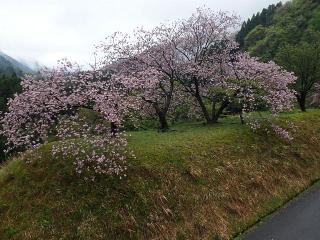 2022年4月27日の石田川ダムの桜です。